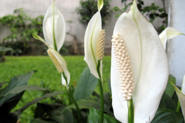 the peace lily