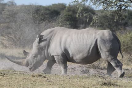 Rhino Wars Update