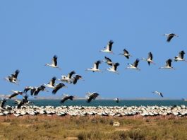 how does climate change affects bird migration