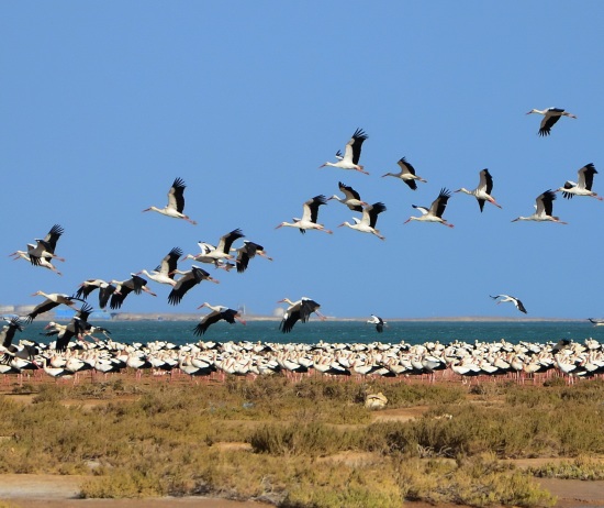 how does climate change affects bird migration
