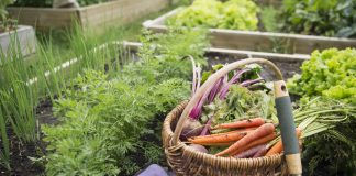 Benefits of Having a Kitchen Garden