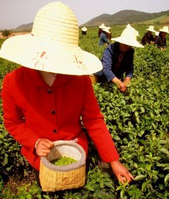 tea plantations