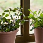 windowsill herb garden