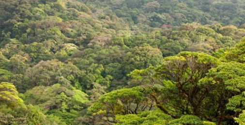 forests
