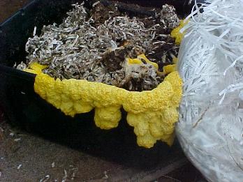Eco-Upholstery