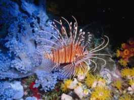Lion Fish Becomes of Menace for Caribbean Fish Population