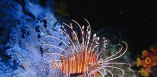 Lion Fish Becomes of Menace for Caribbean Fish Population
