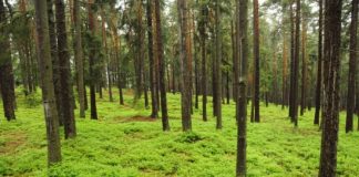 Calcium - The Solution to Save Forests Damaged By Acid Rain