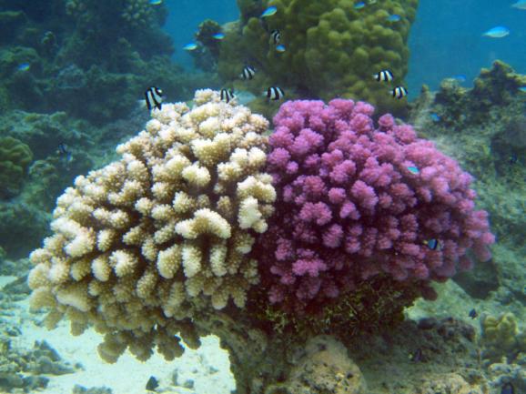 Corals are Able to Fight the Ocean Pollution