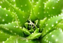 Green Beauty