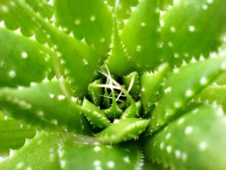 Green Beauty