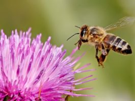 harmful effects of pesticides on bees