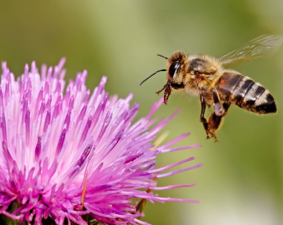harmful effects of pesticides on bees