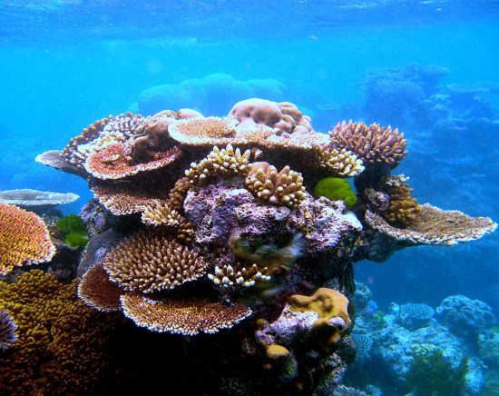 things you can do to save coral reefs