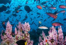 various effects of sonar on marine life
