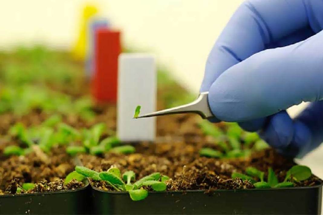 The Potential Disadvantages of Nanotechnology