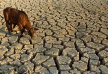 solutions to deal with droughts for farmers