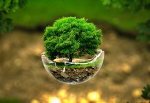 Seven Different Ways to Celebrate the Earth Day