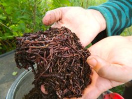 Six benefits of vermicomposting that you should know