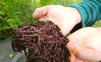 Six benefits of vermicomposting that you should know